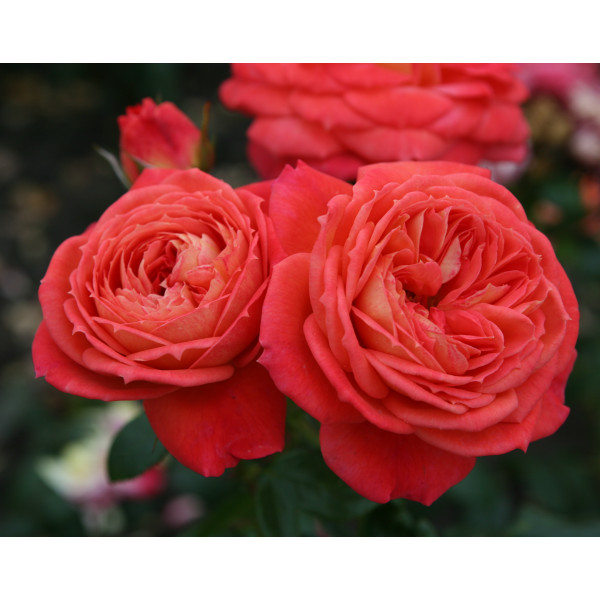 QUEEN OF HEARTS® QUEEN OF HEARTS®